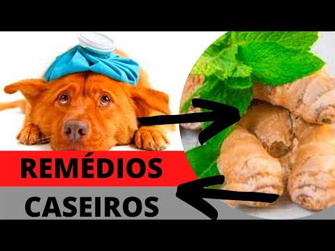 Vídeo: Como expressar a glândula anal do seu cão do lado de fora