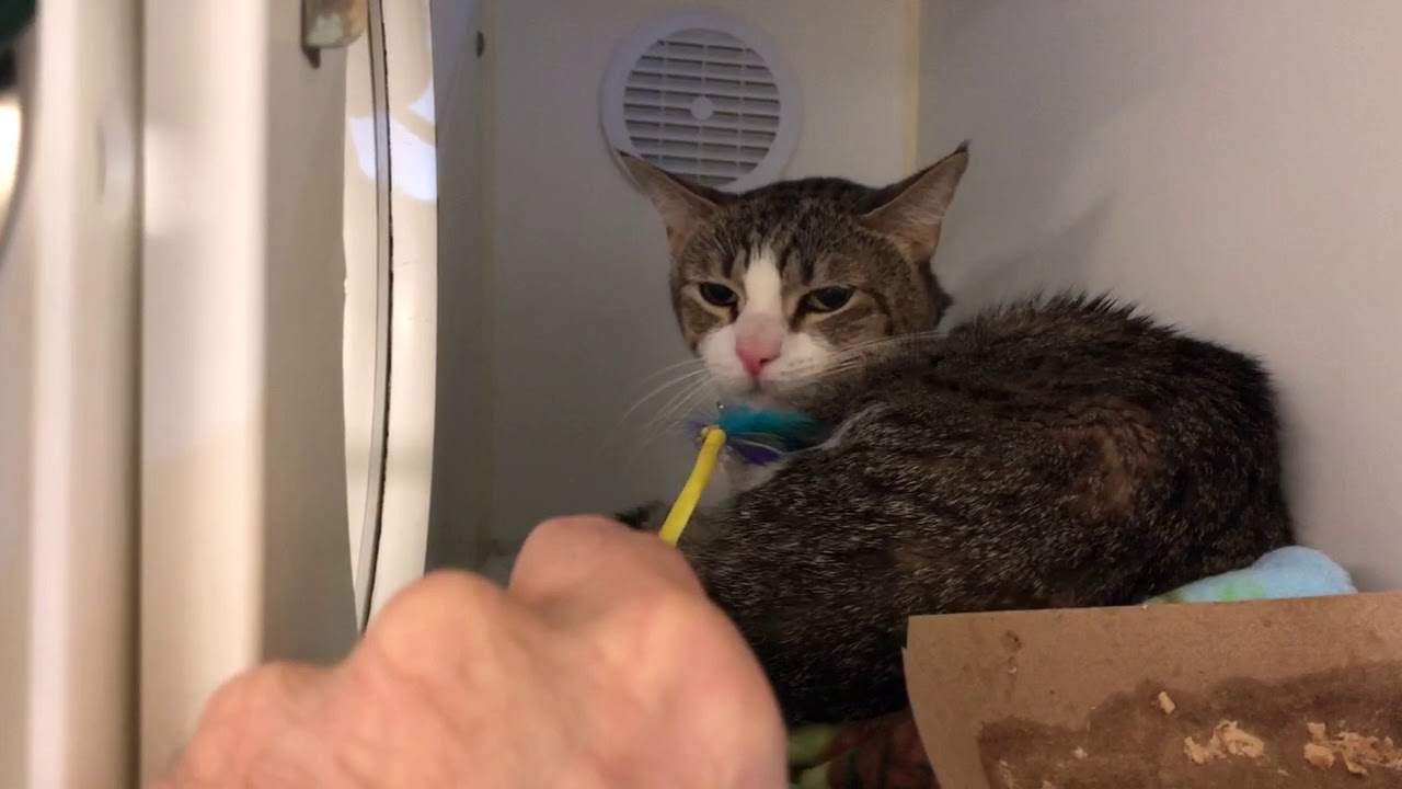 adopt cats long island Moe 63105 NYCACC