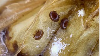ARINIZIN VARROA YÜKÜNÜ BU ŞEKİLDE ÖLÇÜN ! #arıcılık #varroa #beekeeping #arıkovanı #beekeeper