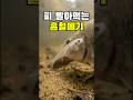 칸디루 (Candiru)