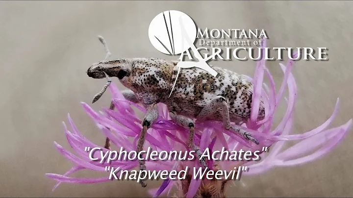 Noxious Weed Video; Vol 3, 10 Biocontrol