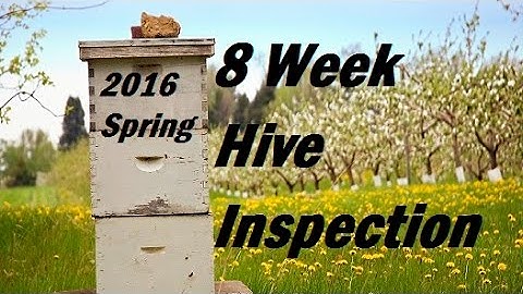 2016 Beehive Inspection, 8 weeks in.