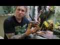 Snakes, Alligators & Dragons! Reptilia - SnakeBytesTV - Ep. 401 : AnimalBytesTV