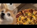 Shiba finally wins a pizza