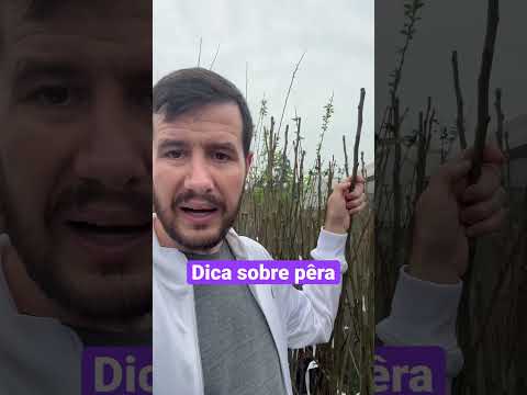 Vídeo: O que é uma pera de inverno - Aprenda sobre os tipos de peras de inverno