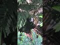 THE RED PANDA IN SINGAPORE IS SOO  CUTEEEEEE!!!!!