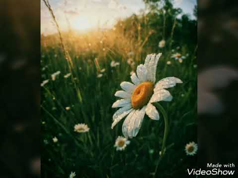 ضياء عشماوي جلاء القلوب ح14