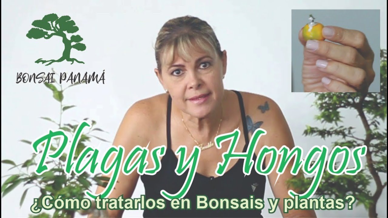 Plagas y Hongos. Trips en Ficus, Cochinilla y pulgón.