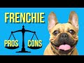 French Bulldog Pros and Cons ( Is It Worth The Money?? )