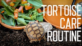 Tortoise Daily Care Routine | Feeding Time