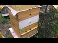 подстановка пчелам рамки с вощиной в мае - весенние работы на пасеке