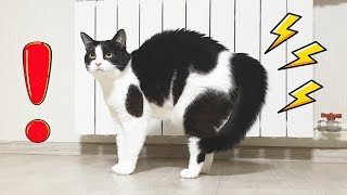 When New Slippers Appear In The House When New Slippers Appear In The House
