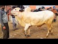 Cow Mandi 2021 men Gahak aur Biyopariyo k Rates - Bakra Mandi Pakistan 2021 Videos