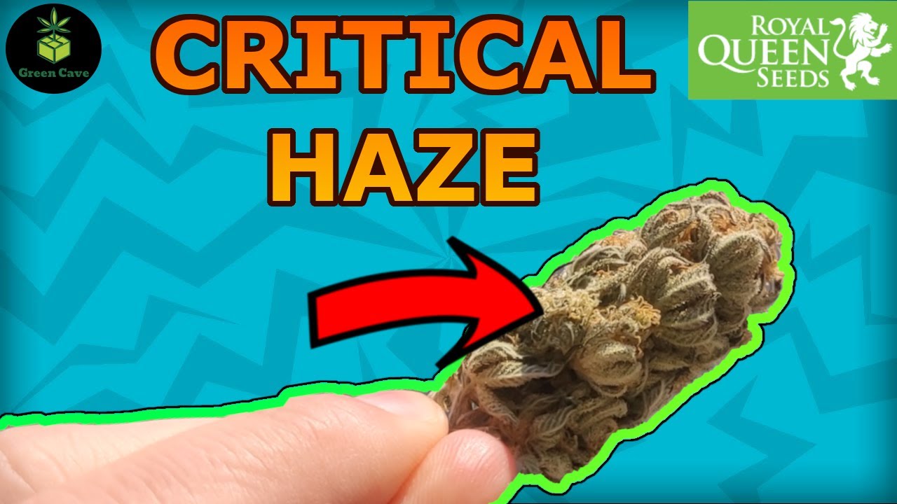 SRAIN REVIEW | Critical Haze | Royal Queen Seeds