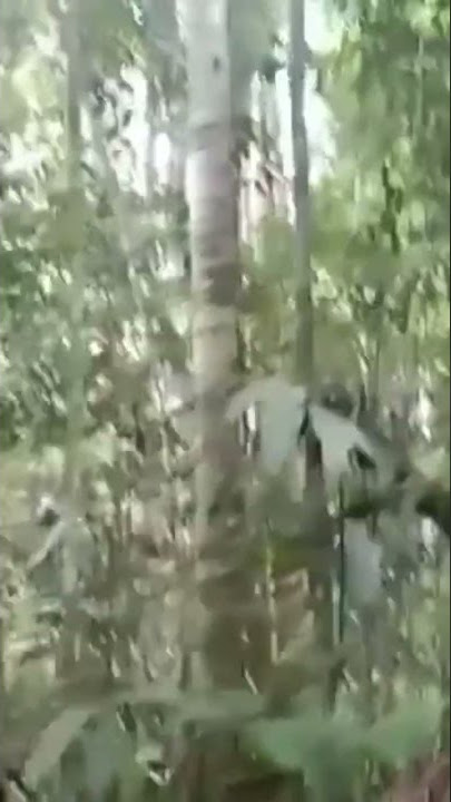SUARA BURUNG LANGKA DI SUMATRA || rangkong gading/enggang