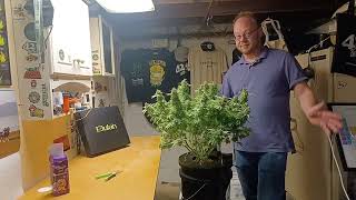 Mintz Runtz automatic from Spliff Seeds harvest day, Elufah 150 watt light grow 