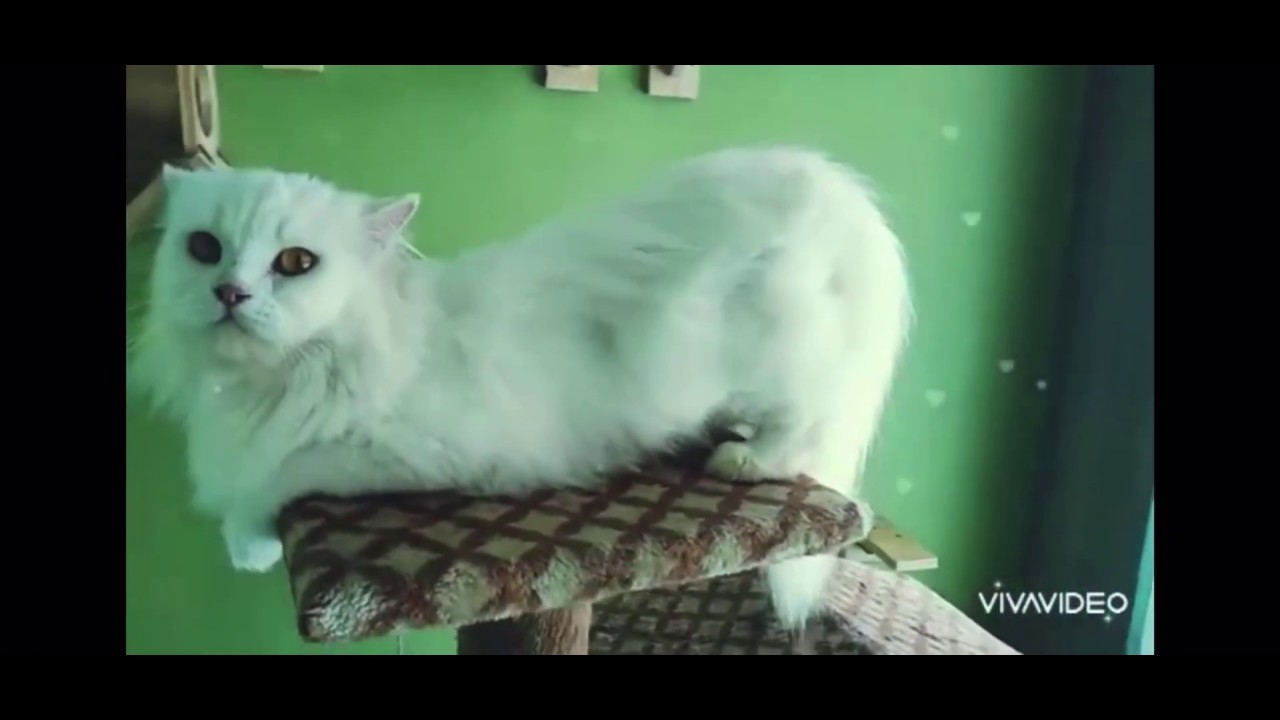 How to know when a cat is on heat‼️ - YouTube