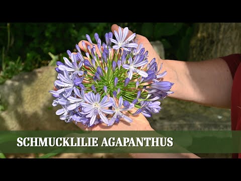 Video: Agapanthus (41 Fotos): Pflanzregeln, Blumenpflege Im Freiland. Beschreibung Des Agapanthusschirms Und Anderer Pflanzenarten