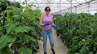 : Hydroponic Cucumber Harvest, Grow Bag Peppers and Greenhouse Stuff