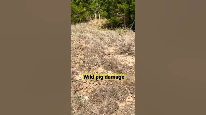 Wild pigs damaged my pasture, this is what it looks like.