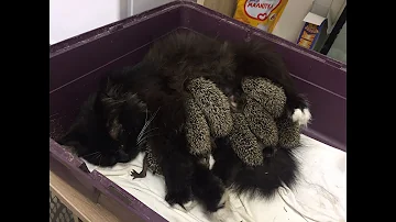Кошка кормит ежат / The cat feeds the hedgehogs
