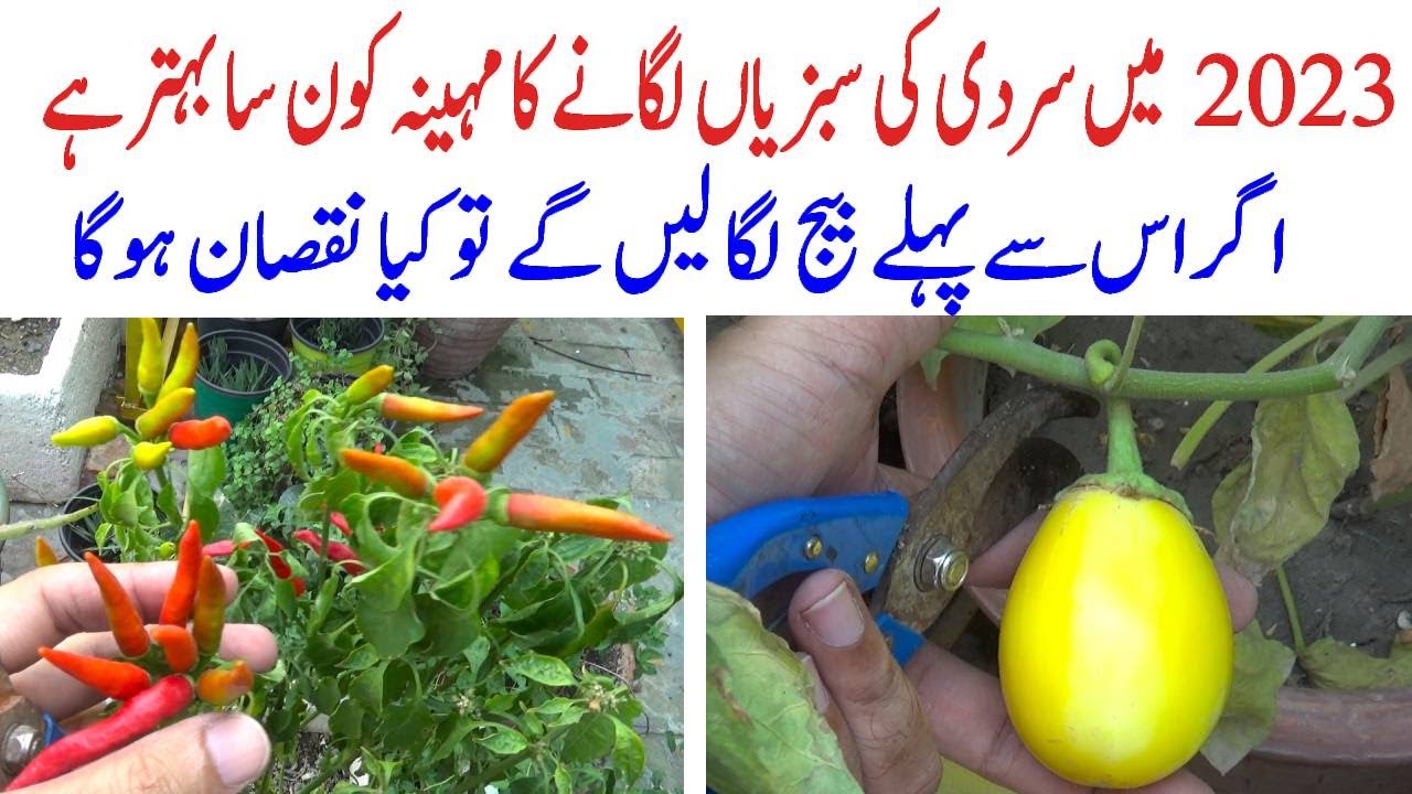 What Is The Best Month To Plant Winter Vegetables In 2023 If The what-is-the-best-month-to-plant-winter-vegetables-in-2023-if-the