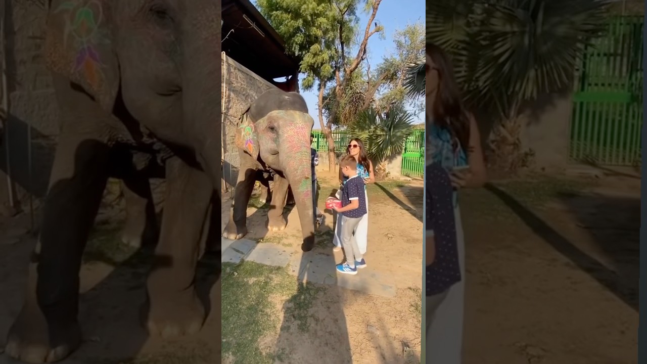 😱Elephant Feeding Activity 🐘 | Joyful Moments with elephant fun park #shorts