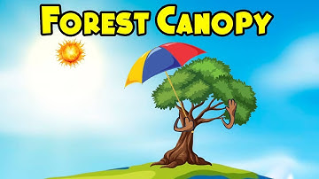 Beauty of the Forest Canopy | Forest Canopy | Kids Learning | #education