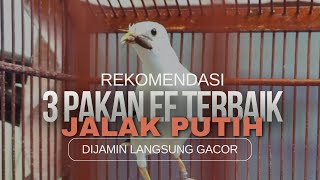 3 PAKAN SERANGGA JALAK PUTIH TERBAIK