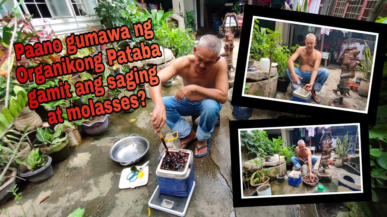 Halimbawa Ng Organikong Pataba VLOG #1 | PAANO GUMAWA NG ORGANIKONG PATABA GAMIT ANG SAGING AT
