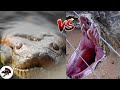 Sucuri VS Píton / Anaconda VS Python Quem será o Rei das Serpentes no Fight?  | Biólogo Henrique