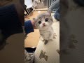 He Learned to MEOW on Day 1! 😱 #cat #kitten #cute