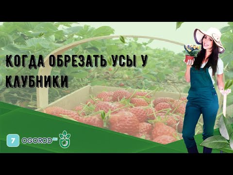 Когда обрезать усы у клубники