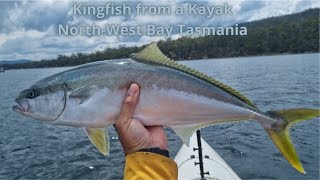 Kingfish from a Kayak - North West Bay, Tasmania