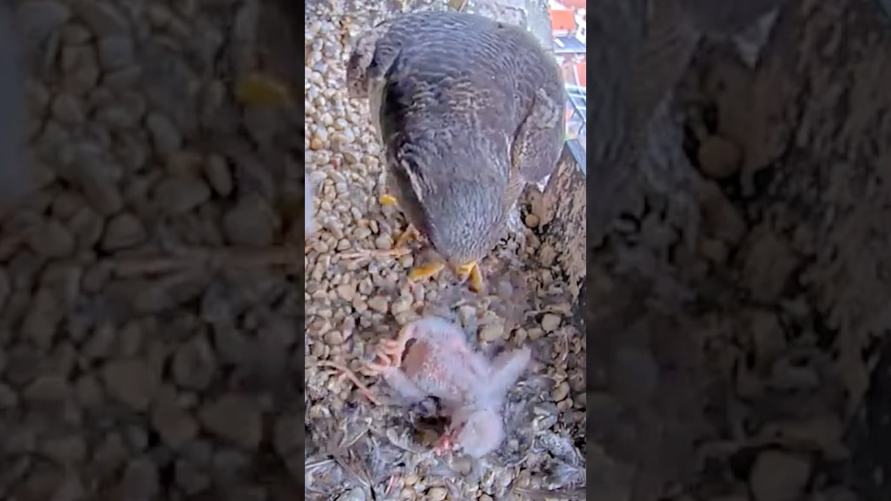 #12🐥Little Baby 2026🍀Please stay alive #smallie #smally #smalley