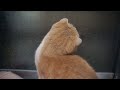 Cinnamon the Scottish Fold vs the Rain ♡ 雨が気になるシナモンそして朝のラテ