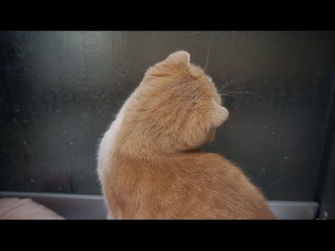 Cinnamon the Scottish Fold vs the Rain ♡ 雨が気になるシナモンそして朝のラテ
