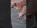 La reacción 🦮de los perros 💯