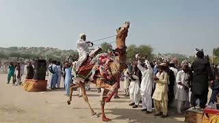 Most popular Camels Racing #youtube #viralvideo #mostpopularviralvideo #camelracing #popular #camel