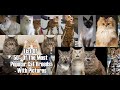 50 Cat-Breeds that Cat Lover Must Know: PART 1 の動画、YouTube動画。