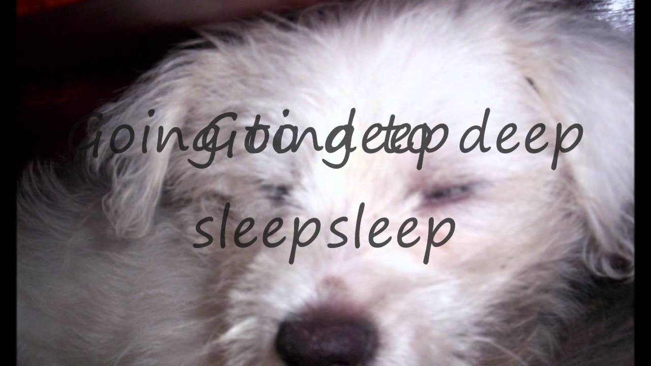 My dog Taking a nap YouTube