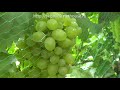 Сорта винограда 2018. Валек - урожайный неприхотливый сверхранний мускат