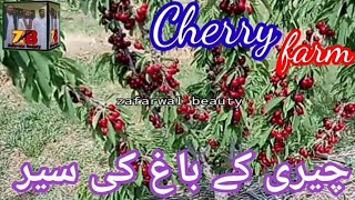 چیری کے باغ کی سیر चेरी के बाकी सर   visit Cherry farm. دیکھیے  چیری پہ کتنا زبردست فروٹ لگا ہے