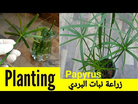 فيديو: نباتات البردي: كيف تنمو البردى
