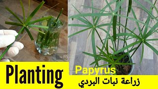 Planting papyrus plant /زراعة نبات البردي