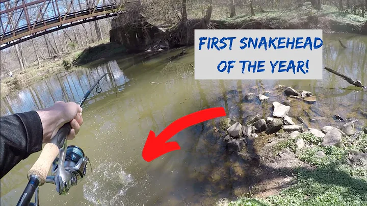 SNAKEHEAD FISH Fishing From the BANK!! Catching BIG Snakehead in Maryland! First of the Year! How to
