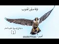 خلي يا طير يمان وينك غايب زمان امير ابو عبود خلي يا طير يمان وينك غايب زمان امير ابو عبود