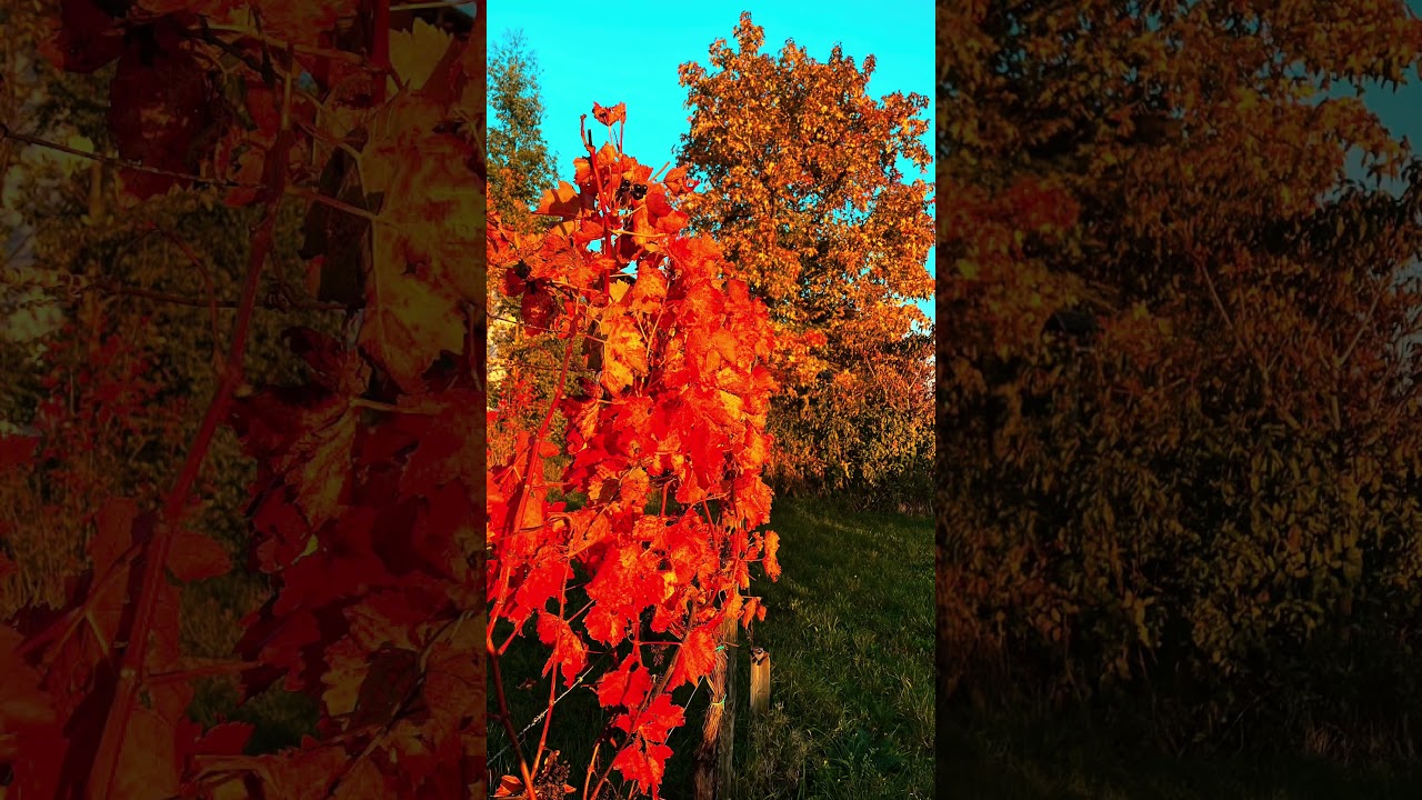 Осень в Пфальце 