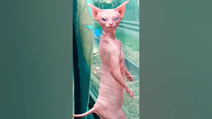 Video 11363371: meow funny cats dancing