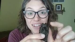 Animal tracks (video lesson for kids)